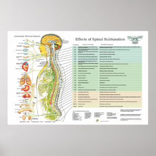 Chiropraktische Subluxation Spinal Nerves ANS Char Poster