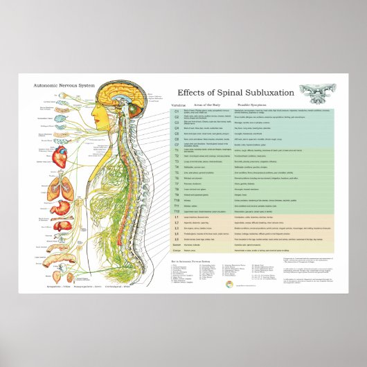 Chiropraktische Subluxation Spinal Nerves ANS Char Poster (Vorne)