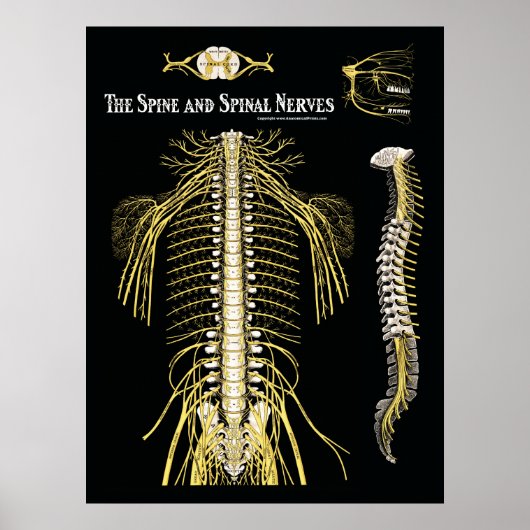 Chiropraktische Wirbelsäulennerven Poster (Vorne)