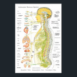 Chiropraktisches ANS-Poster des autonomen Nervensy Poster<br><div class="desc">Farbiges anatomisches Bild,  das das autonome Nervensystem im Verhältnis zur Wirbelsäule und den inneren Organen zeigt. Die Nerven sind farbkodiert und stellen das sympathische,  parasympathische und zerebralspinale System dar.</div>