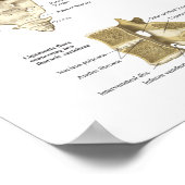 Chiropraktisches Poster der Anatomie der menschlic (Ecke)