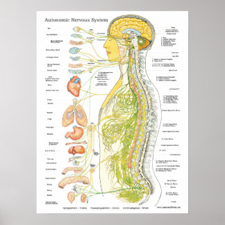 Chiropraktisches Poster des autonomen Nervensystem