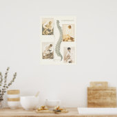 Chiropraktisches Spinalanpassungspaket Poster (Küche)