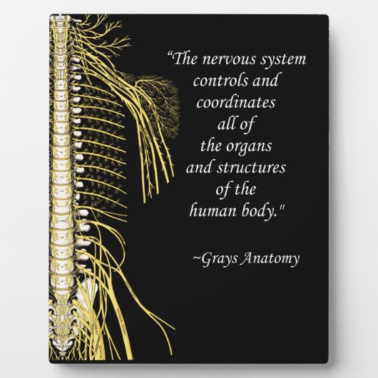 Chiropraktisches Systemangebot erleichtern Fotoplatte (Vorderseite)