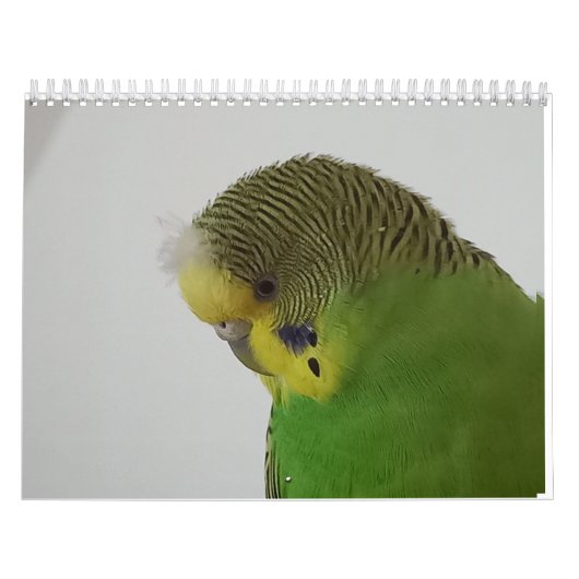 Chirpy-Kalender 2024 Kalender (Titelbild)