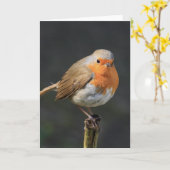 Chirpy Robin Karte (Gelbe Blume)