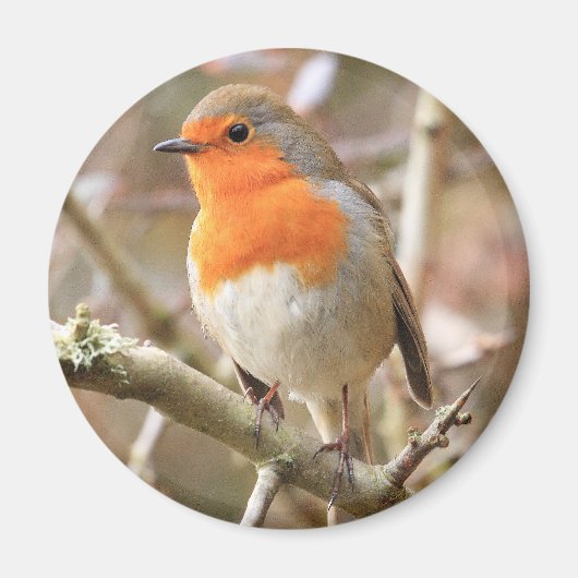 Chirpy Robin Magnet (Vorne)