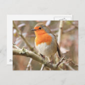 Chirpy Robin Postkarte (Vorne/Hinten)