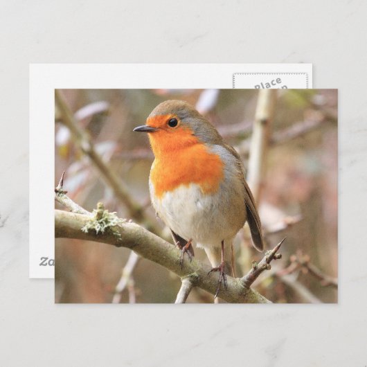 Chirpy Robin Postkarte (Vorne/Hinten)