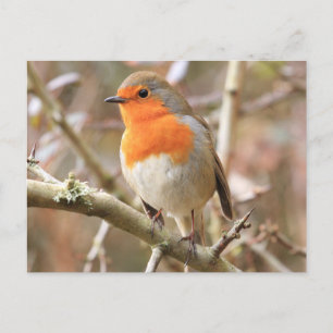 Chirpy Robin Postkarte