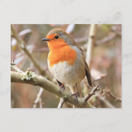 Chirpy Robin Postkarte (Vorderseite)