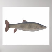 Chirruh Snowtrout Poster (Vorne)