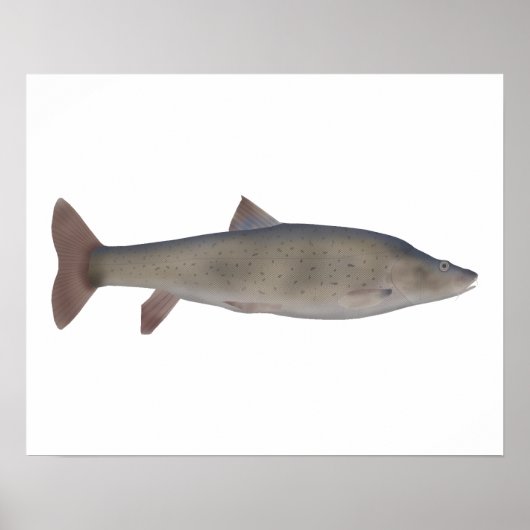 Chirruh Snowtrout Poster (Vorne)