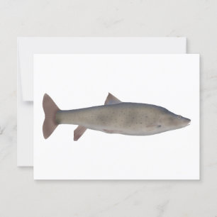 Chirruh Snowtrout Postkarte