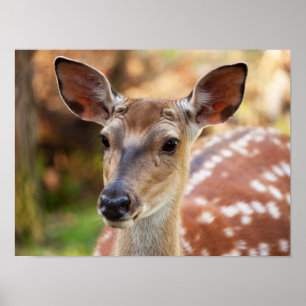 Chital Deer Nah-up Poster