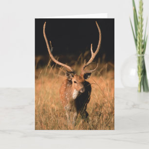 Chital Natural Habitat Bandhavgar National Park Karte