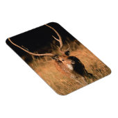 Chital Natural Habitat | Bandhavgar National Park Magnet (Rechte Seite)