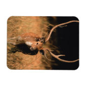 Chital Natural Habitat | Bandhavgar National Park Magnet (Horizontal)