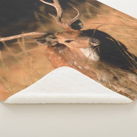 Chital Natural Habitat | Bandhavgar National Park Sherpadecke (3/4)