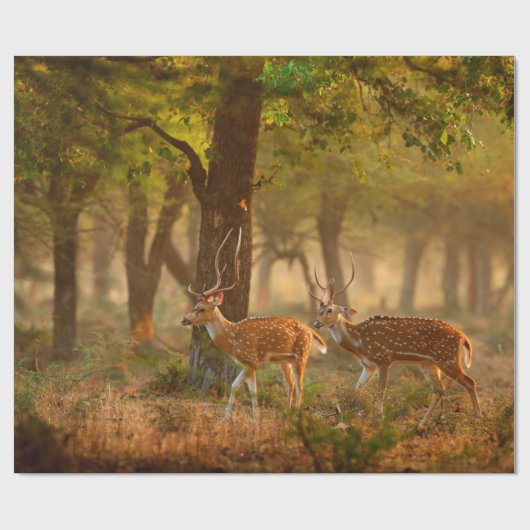 Chital oder cheetal, Achsachse, gepunktete Hirsche Geschenkpapier (Flach)