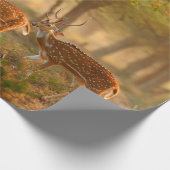 Chital oder Cheetal, Axis axis, gefleckte Hirsche Geschenkpapier (Ecke)