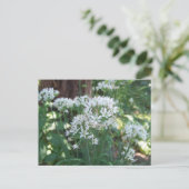 Chive Blossoms Postkarte (Stehend Vorderseite)