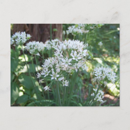 Chive Blossoms Postkarte (Vorderseite)