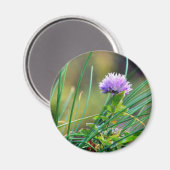 Chives Blue auf Gras Magnet (Vorderseite/Rückseite)