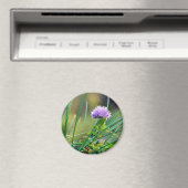 Chives Blue auf Gras Magnet (In Situ (Geschirrspüler))