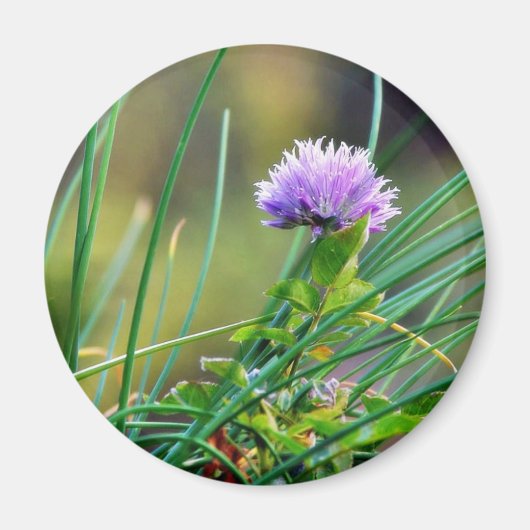 Chives Blue auf Gras Magnet (Vorne)