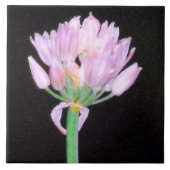 Chives Blume Fliese (Vorderseite)