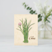 Chives Herb Postcard anpassen Postkarte (Stehend Vorderseite)