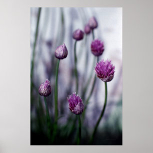Chives in Bloom Poster