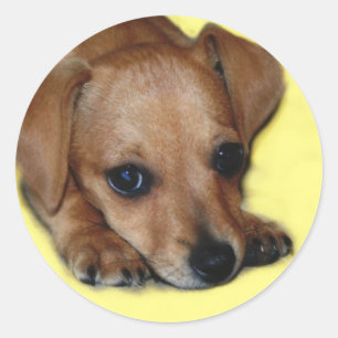 Chiweenie Aufkleber