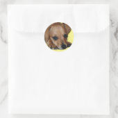 Chiweenie Sticker (Tasche)