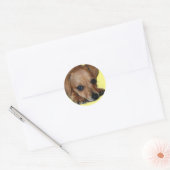 Chiweenie Sticker (Umschlag)