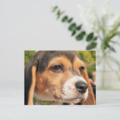 Chloe - Beagle Foto-19 Postkarte (Stehend Vorderseite)