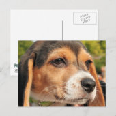 Chloe - Beagle Foto-19 Postkarte (Vorne/Hinten)