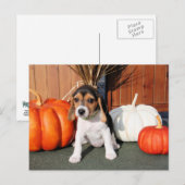 Chloe - Beagle Foto-1 Postkarte (Vorne/Hinten)