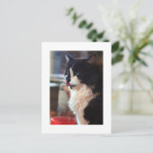 Chloe Licks Postkarte (Stehend Vorderseite)