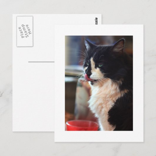 Chloe Licks Postkarte (Vorne/Hinten)