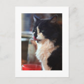 Chloe Licks Postkarte (Vorderseite)