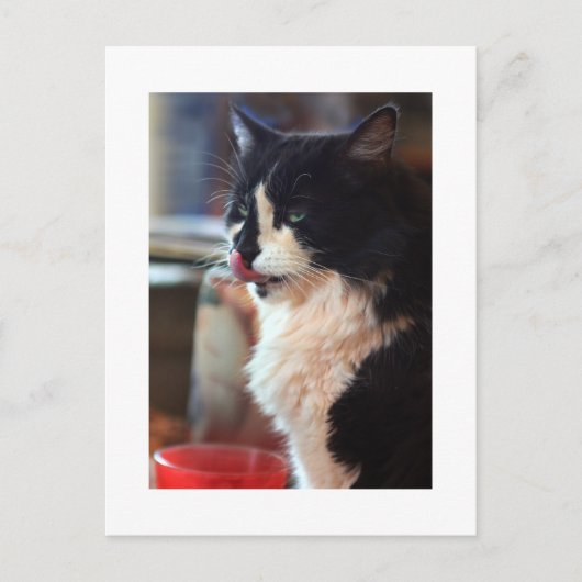 Chloe Licks Postkarte (Vorderseite)