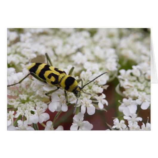 Chlorophorusvariante (Vorderseite (Horizontal))