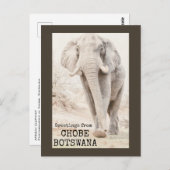 Chobe Botswana Elephant Postkarte (Vorne/Hinten)