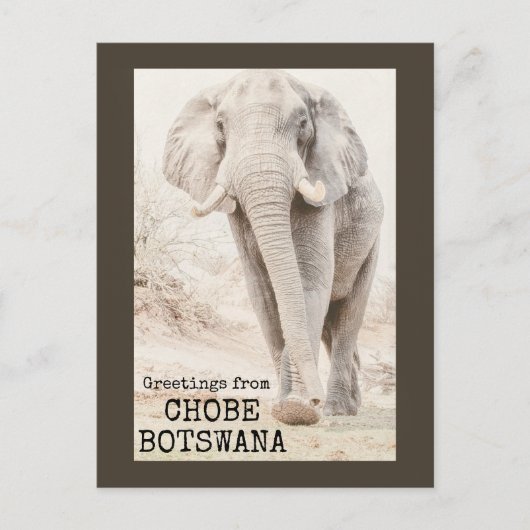 Chobe Botswana Elephant Postkarte (Vorderseite)