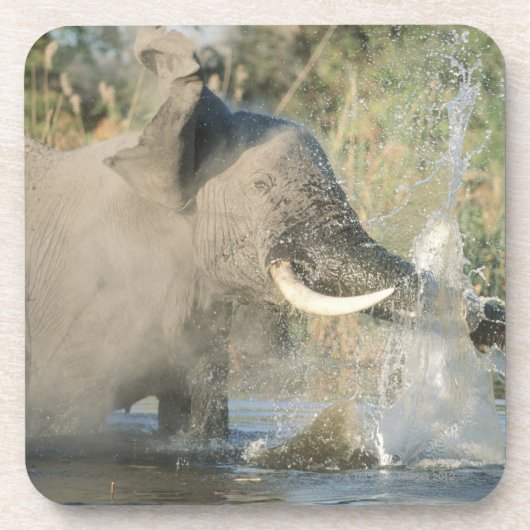Chobe Fluss, Botswana, Afrika Getränkeuntersetzer (Vorderseite)