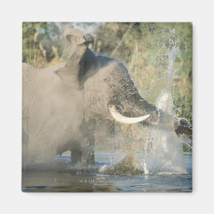 Chobe Fluss, Botswana, Afrika Magnet
