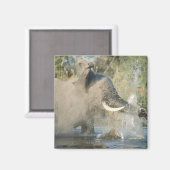 Chobe River, Botswana, Afrika Magnet (Vorderseite/Rückseite)