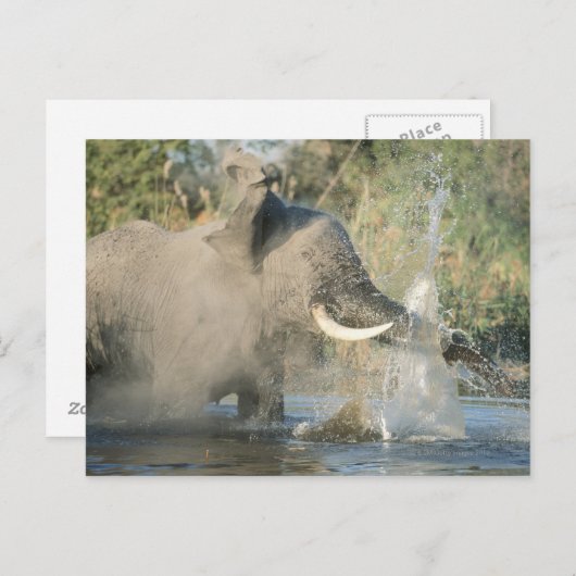 Chobe River, Botswana, Afrika Postkarte (Vorne/Hinten)